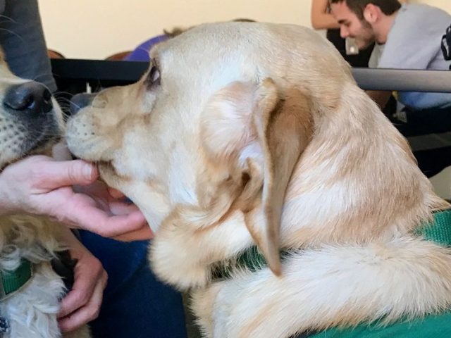 two golden labs nose to nose while wearing green Seeing Eye Dog vests