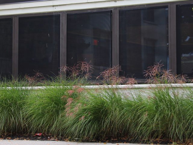 Some of the plants and foliage around the front of Evergreen Hall.