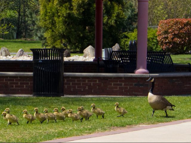 Geese crossing rowan university campus in front of chestnut