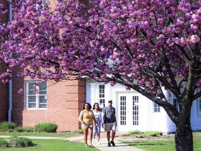 people walking near willow hall under cherry blossom trees