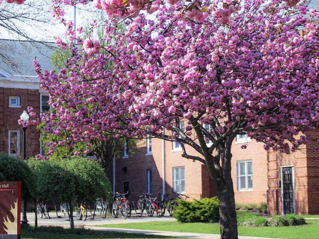 Rowan Universitys Willow Hall during Spring time