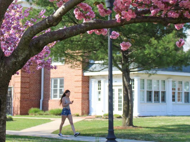 rowan university student walking outside willow hall during spring time