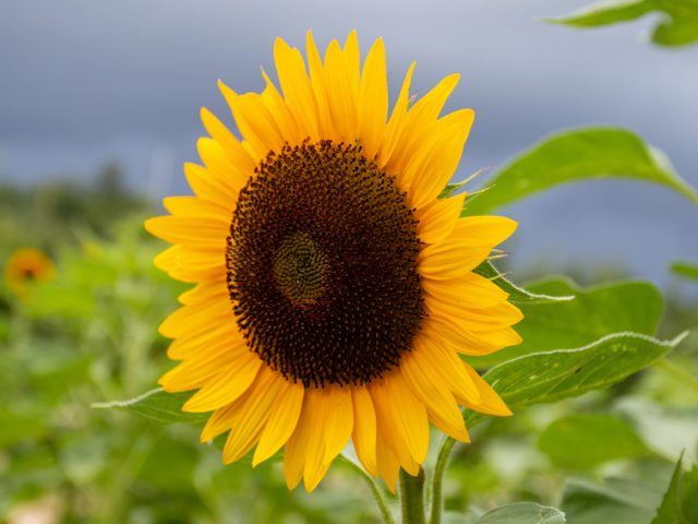 sunflower in field