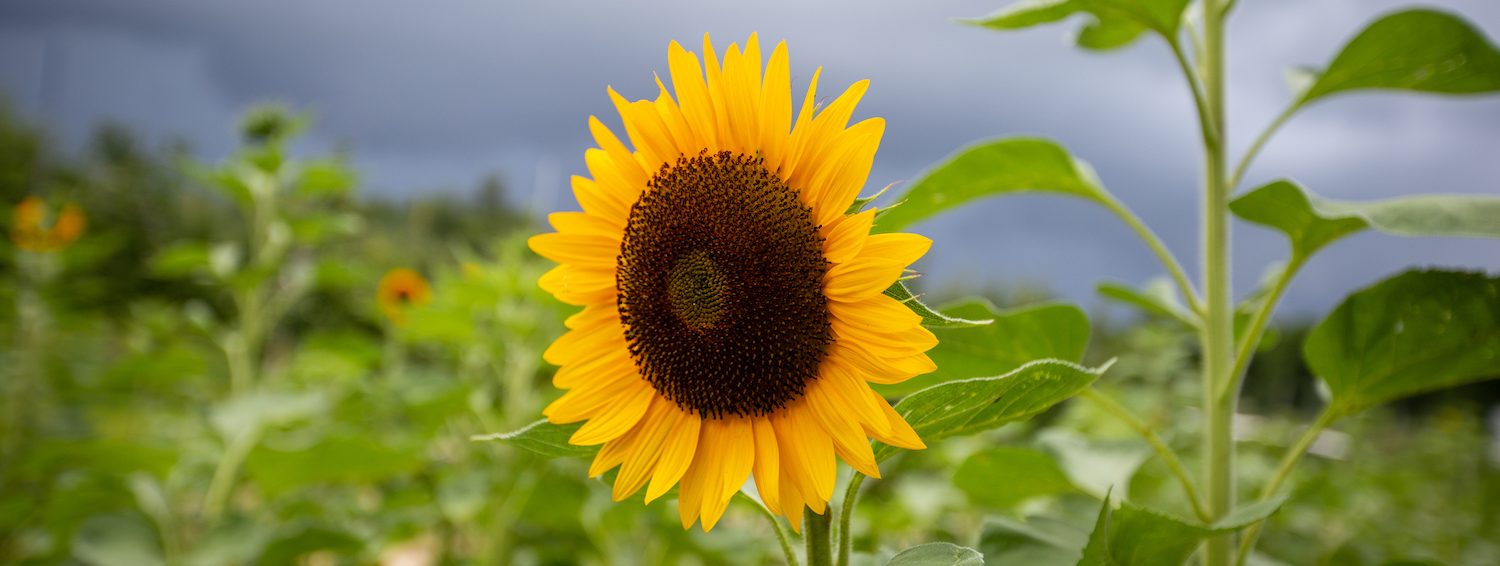 カーナビ sunflower Amazon.com : TomorrowSeeds - Spendor F1 Orange Sunflower Seeds