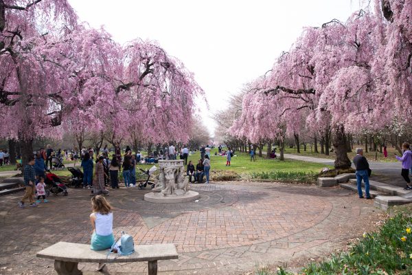 20 Minute Radius: Philadelphia Cherry Blossom Festival