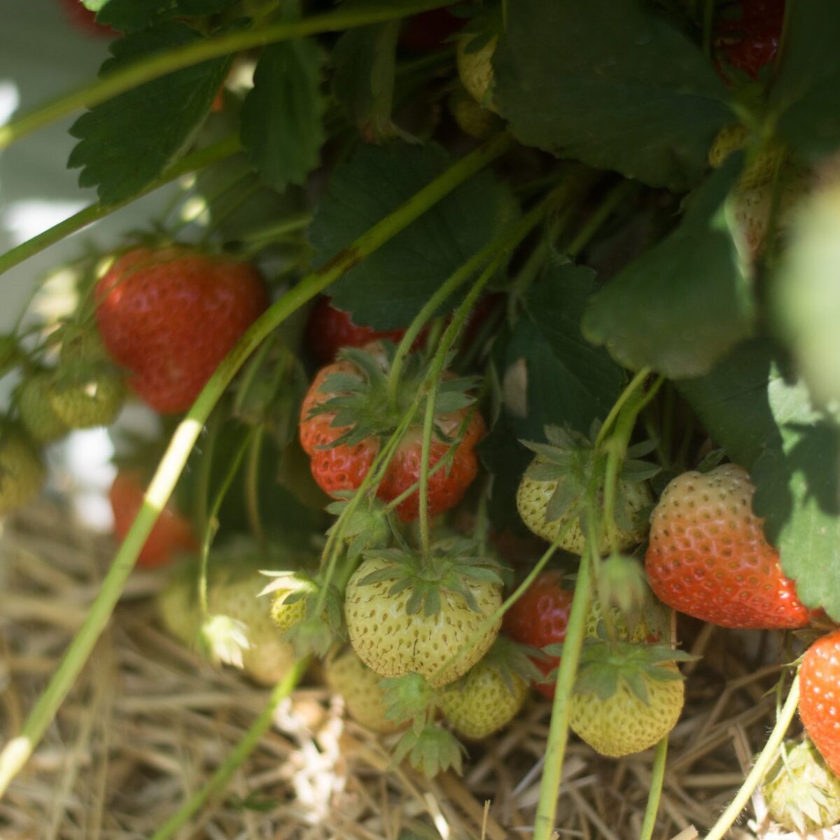 Pick-Your-Own Strawberries: Where To Go in New Jersey for Picking