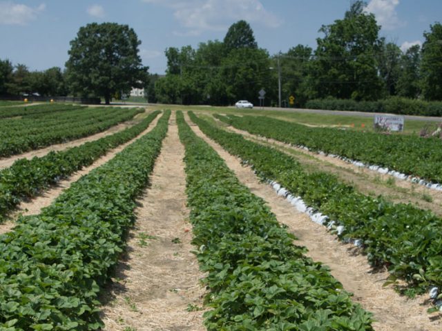 Rowand's Farm, a view of the strawberry picking area