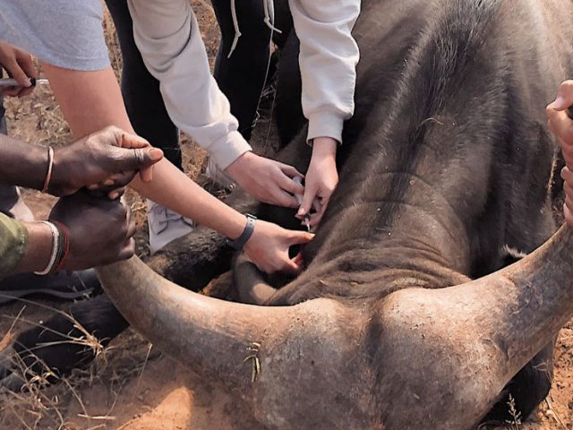 Fiona and Nicolette giving a dewormer injection to a buffalo