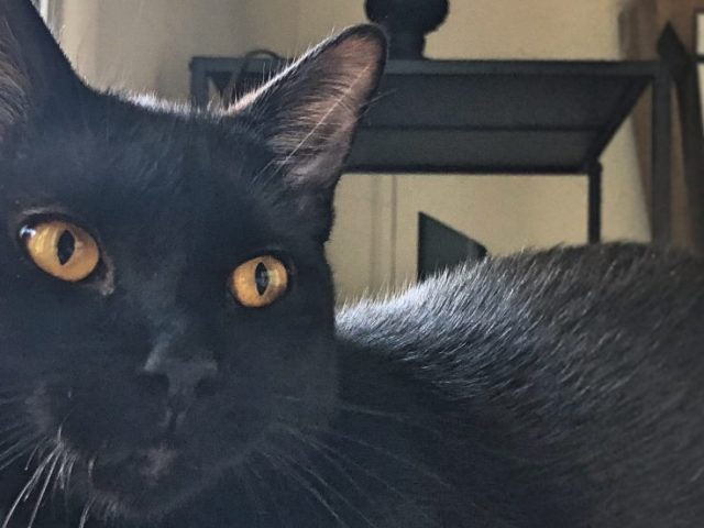 PROF pet Salem the cat, owned by advertising major Justin Borelli.