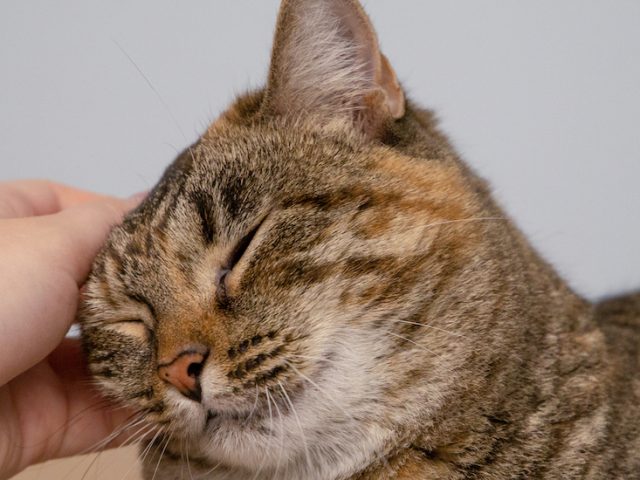 a person petting a cat on its head.