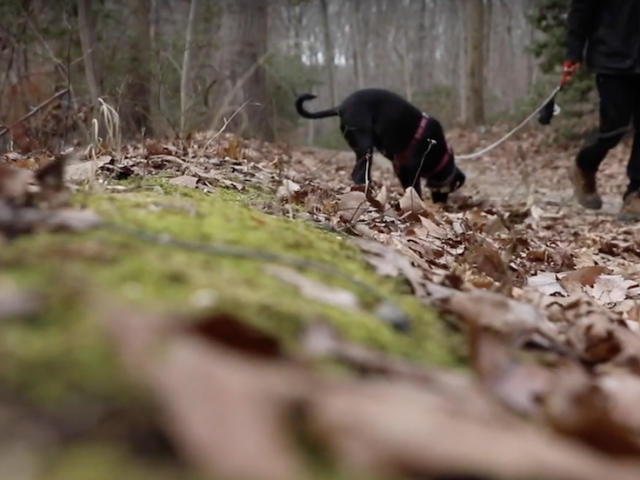 Rain the dog with Gabe the human walking down a path