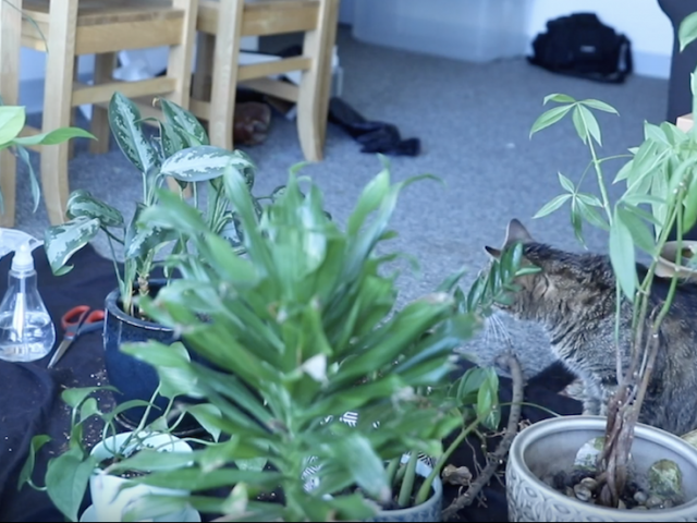 A cat sitting in plants