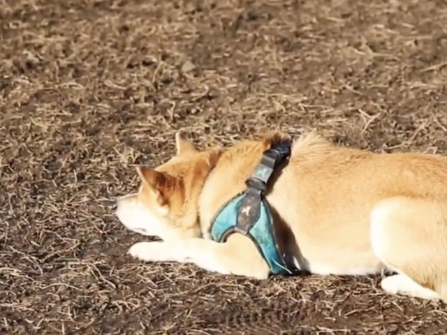 a dog lying on the ground wearing a harness