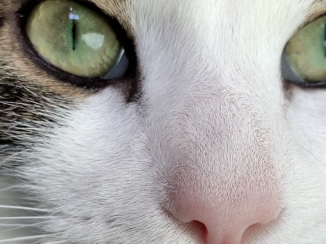 a close up photo of Harison the cat.