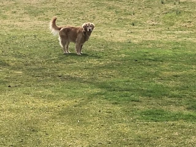 Riley the golden retriever stands in the middle of large yard.