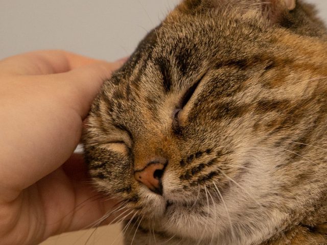 Student volunteer pets a gray tabby cat at an animal shelter