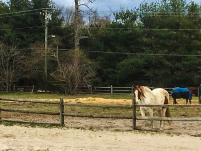 Horses on a field at a farm.