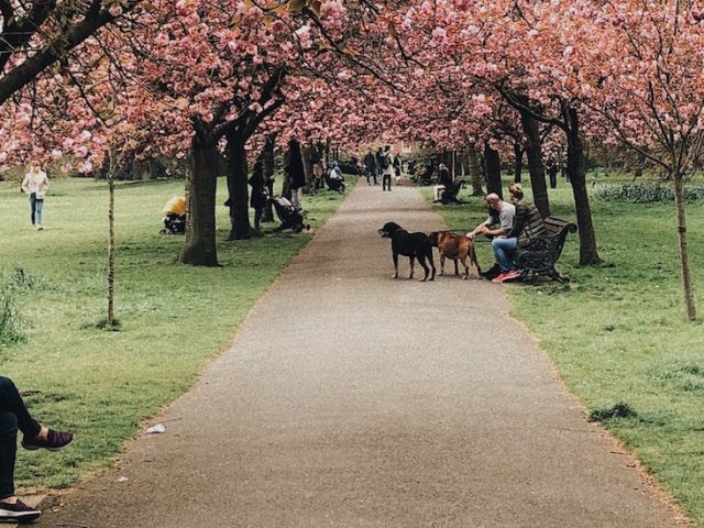 Far away image of person walking dog at a park under a cherry tree.