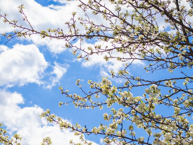 Upward view of white blossoms on a tree and a clear sky with puffy white clouds.