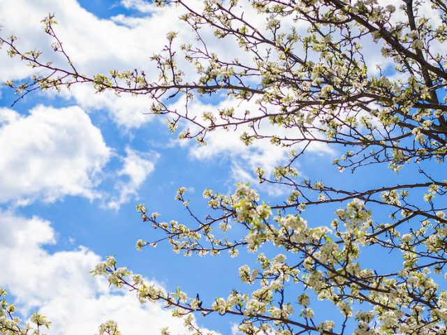 A newly blooming white flower tree stems with white clouds behind it.