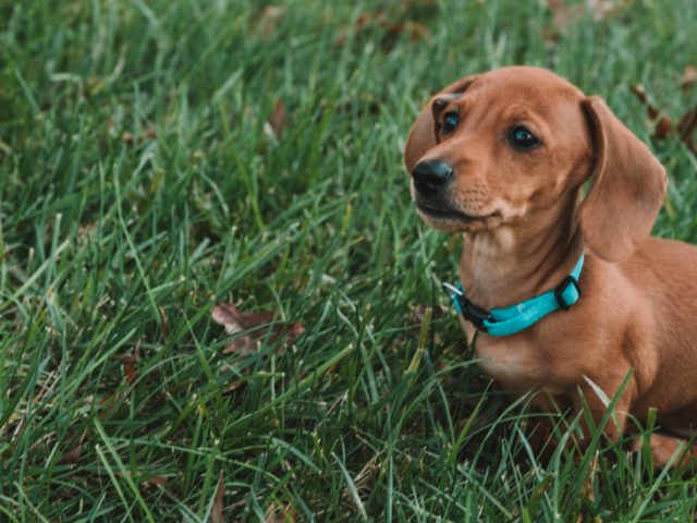 Slinky the dachshund sitting outside in grass.