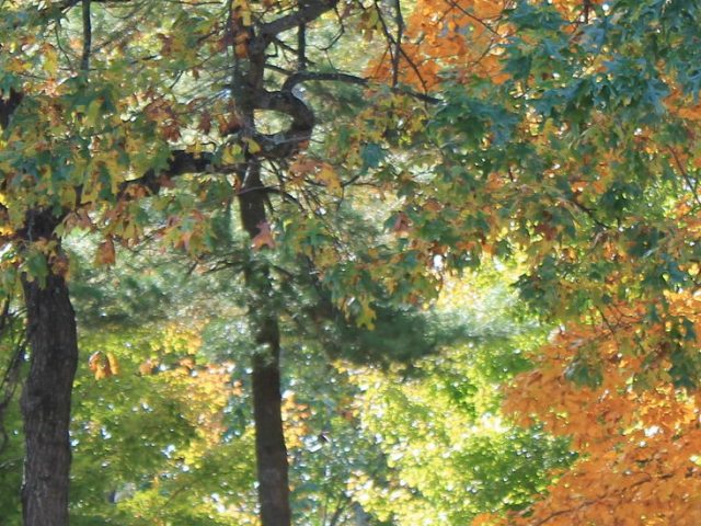 Fall campus landscape with green and orange leaves. Yellow sign that reads "Rowan University" with the Rowan torch logo.