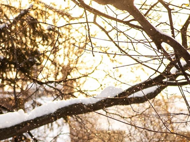 Tree branch covered with snow.