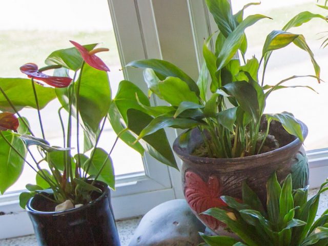 Close up of houseplants on a windowsill in Willow Hall.