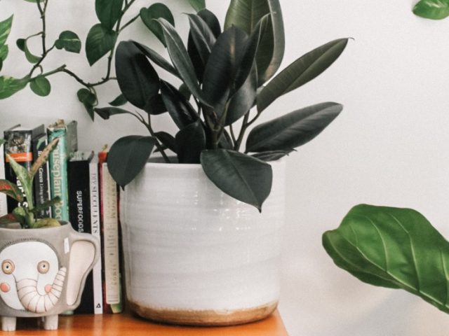 A stock image of house plants and books.