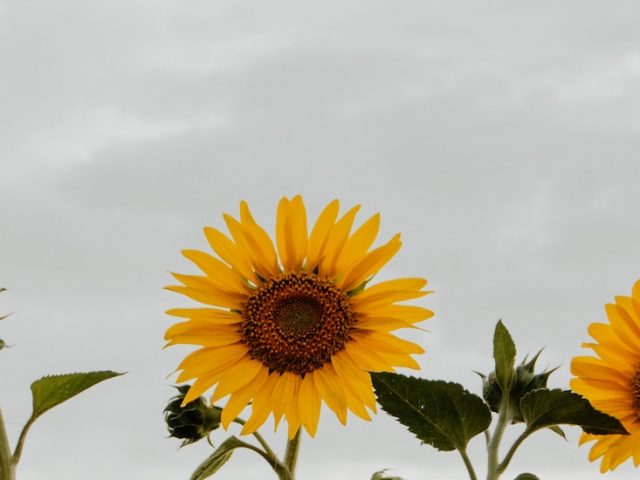 Stock photo of sunflowers.