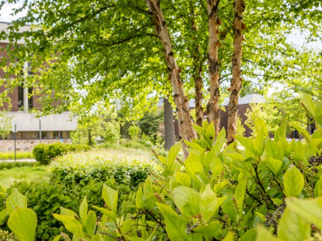 Exterior shot of greenery on Rowan's campus.