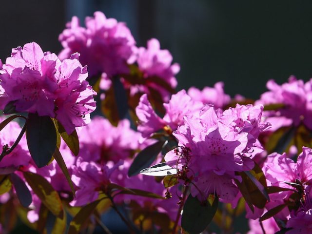 Purple azaleas near Hollybush.