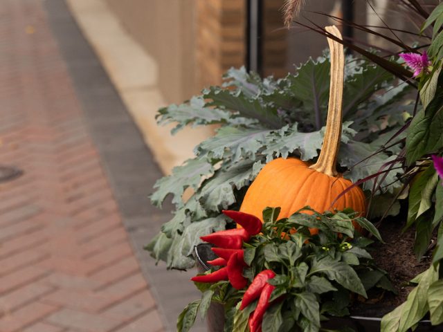 Fall themed decorations in Pitman.