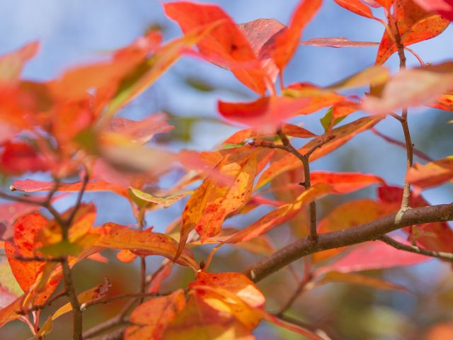 Autumn leaves on Rowan's campus.