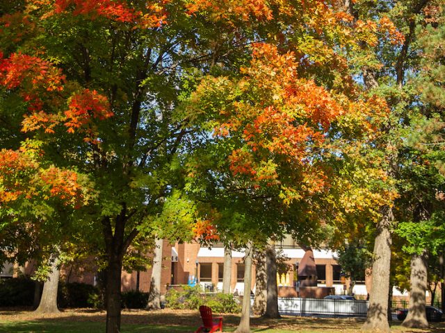 Campus beauty autumnal photo.