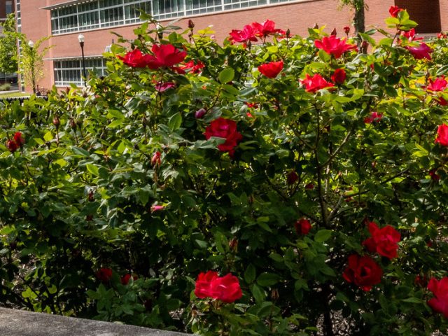 Pretty flowers around science building