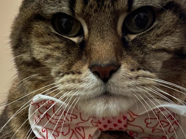 Close up shot of Reginald the cat wearing a bowtie.