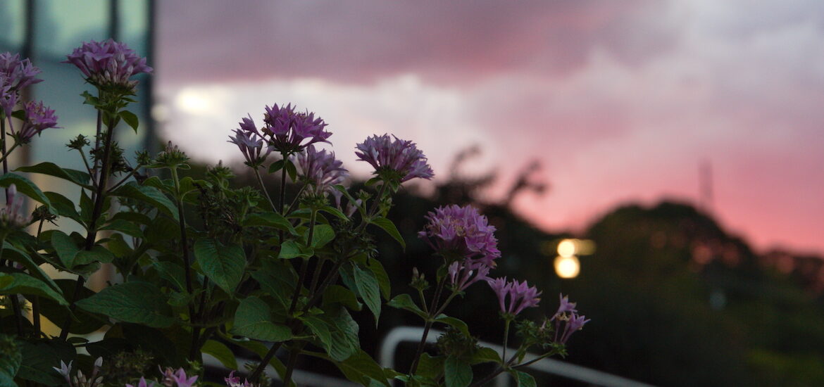 Flowers outside of the Rohrer College of Business