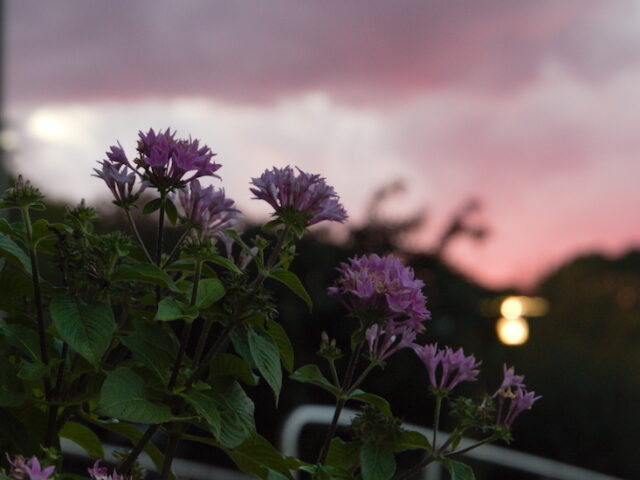 Flowers outside of the Rohrer College of Business