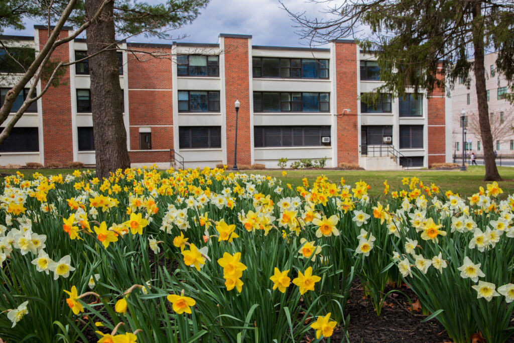 Daffodils surrounding a residence hall at Rowan.