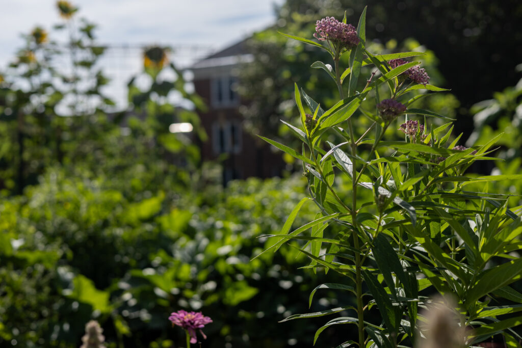 Flowers, surrounded by campus beauty.