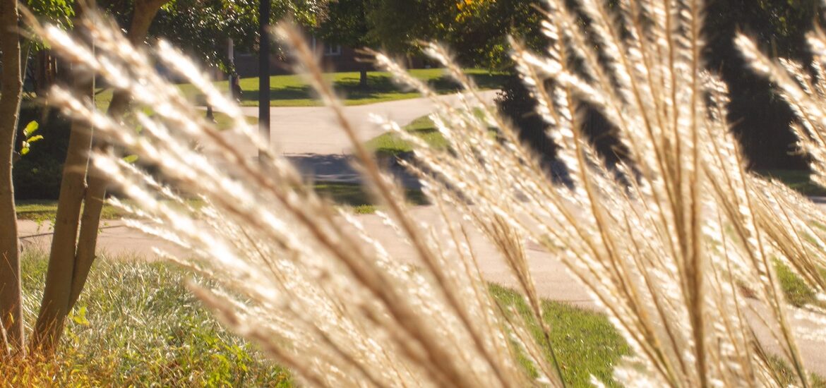 A close up of golden grasses growing on Rowan University's campus.