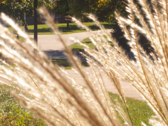 A close up of golden grasses growing on Rowan University's campus.