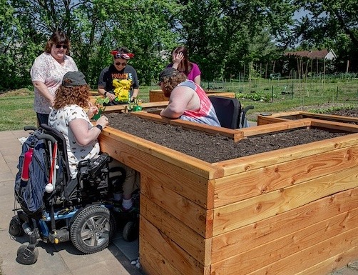 Five Rowan University students garden in a raised bed together. 