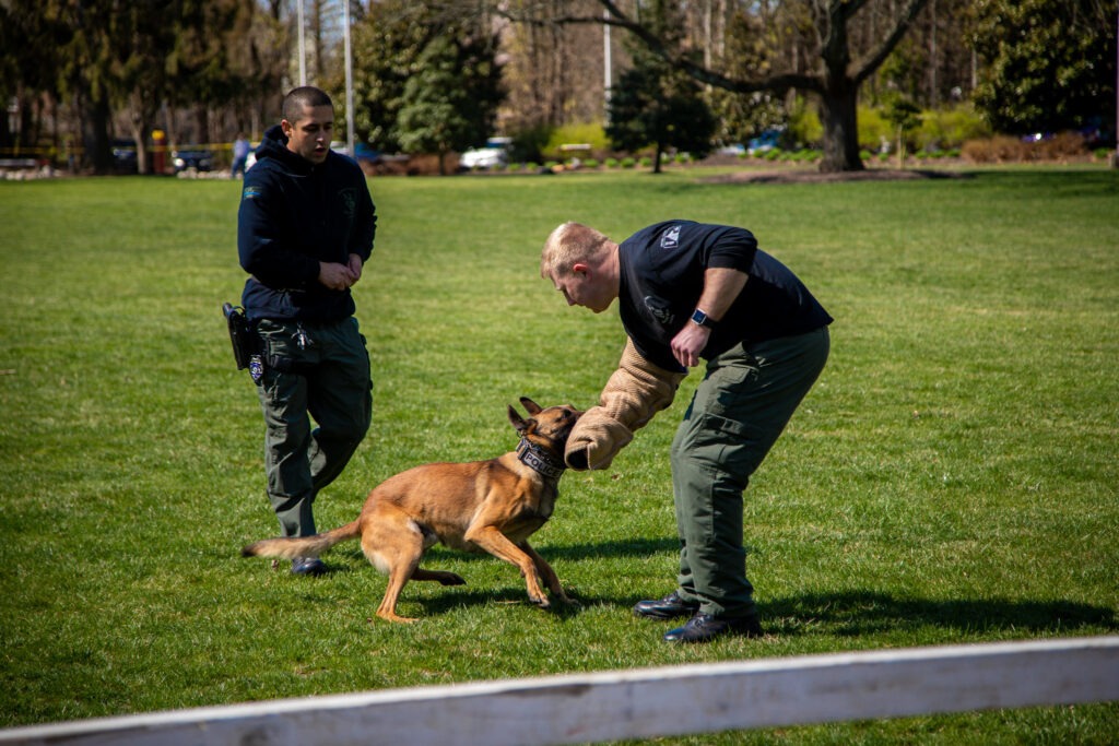 Criminal justice student in K-9 training exercise, representing law enforcement careers in an online bachelor’s degree program