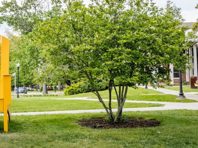 An oversized Rowan University yellow Adirondack chair with a Rowan brown torch painted on it sits on the grass on campus.
