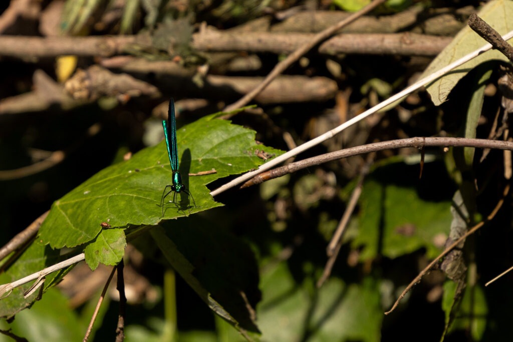 A close up of a skinny, long, brightly florescent green winged bug on a leaf.