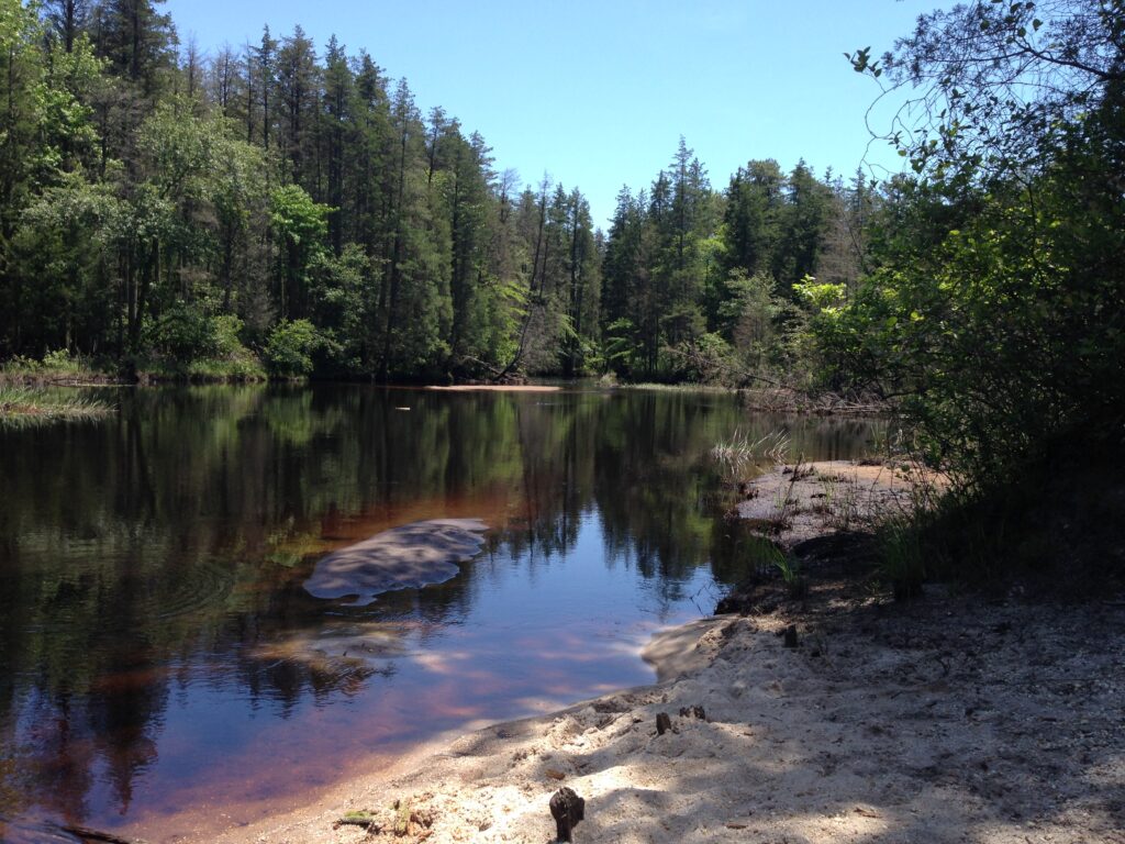 From a shallow sandy embankment, we see still lake water that is so dark it shows the reflection of the evergreen trees flanking the other side of the lake.