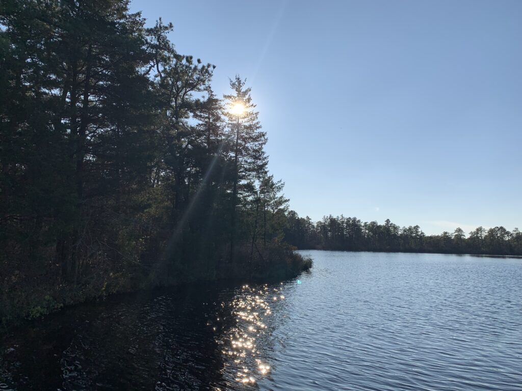 A bright dot of sun peeks through the top of an evergreen tree in the Pine Barrens. The light creates a jeweled effect bouncing off of the water below, a body of water in the Pine Barrens that is rippled from movement.