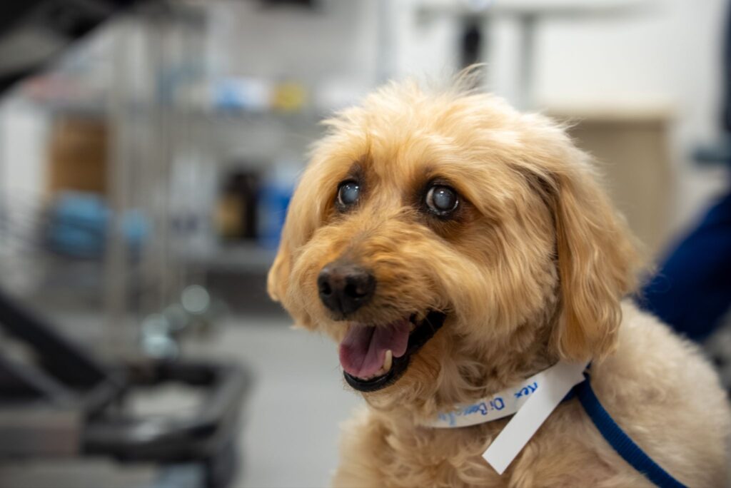 In a close up of Rex's face pre-surgery, you can see the cloudy film indicating cataracts in both eyes.